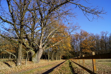 Fototapeta premium Old oak and way (Třeboňsko, South Bohemia)