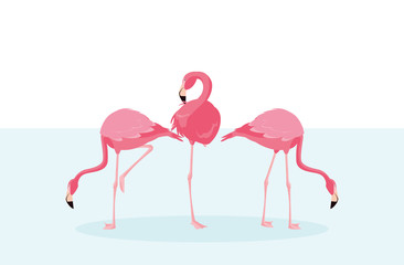 beautiful flamingos birds flock standing