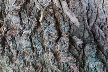 Poplar bark texture for background.