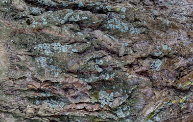 Poplar bark texture for background.