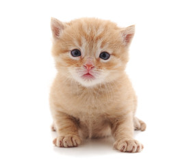 Obraz premium One red cat.