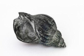 Wellhornschnecke