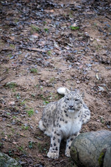 Panthère des neiges