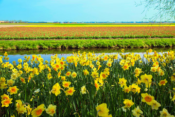 Fototapeta premium Yellow daffodils. Spring Dutch landscape.