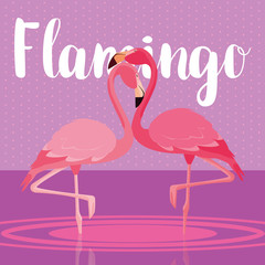beautiful flamingos birds couple in the landscape