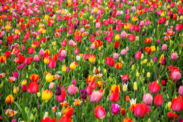 Colorful tulip flower field. Multicolored tulips flowers.