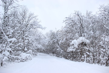 snow trees