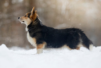 corgi puppy in the snow