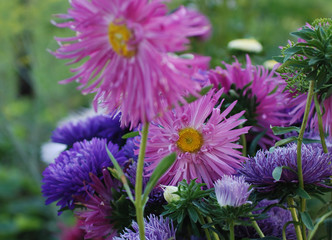 Obraz premium flower