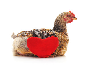 Chicken with heart.