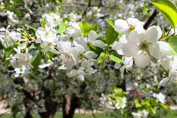 White blossoms on branches cherries in selective focus