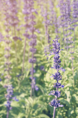 Blue Salvia Flowers in the Garden with Retro Filter Effect