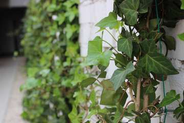 Green leaves of ornamental grapes on the background of a gray wall