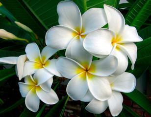 Fototapeta na wymiar Plumeria also known as frangipani flowers in bloom. Flowers that come in a variety of colors. A genus native to the tropical and subtropical Americas. Spread to all tropical locations of the world