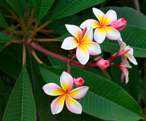 Fototapeta premium Plumeria also known as frangipani flowers in bloom. Flowers that come in a variety of colors. A genus native to the tropical and subtropical Americas. Spread to all tropical locations of the world