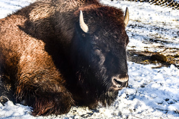 bison in winter