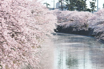 日本の春　河川沿いに咲き乱れる桜の花