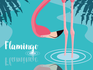 beautiful flamingo bird stand in the landscape © djvstock