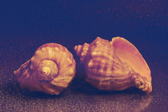 two shell mollusc Rapana Venosa. water drops Burgundy purple background. venous Rapana.
