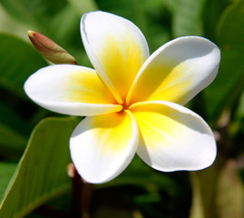 Fototapeta na wymiar Plumeria also known as frangipani flowers in bloom. Flowers that come in a variety of colors. A genus native to the tropical and subtropical Americas. Spread to all tropical locations of the world