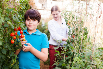 Boy looking tomatoes and picking harvest  in  greenhouse, mother on background