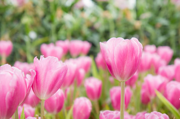 pink tulip flowers garden , tulip blooming blossom in the garden