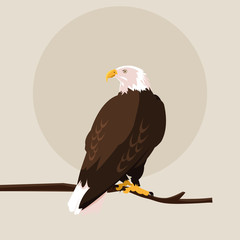 bald eagle bird in the branch