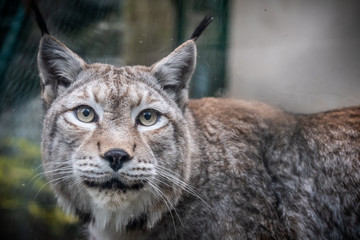 Portrait d'un lynx