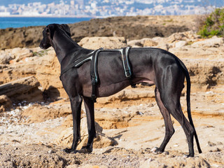 Galgo espa&ntilde;ol negro de perfil