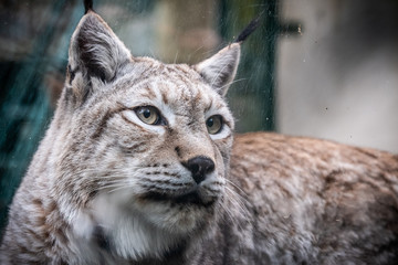 Portrait d'un lynx © PicsArt