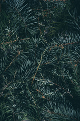 Natural coniferous plant texture. Green branches of spruce, juniper and fir trees