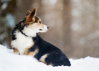 corgi puppy in the snow