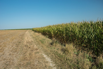 Fototapeta na wymiar Corn field shore and cloudless sky