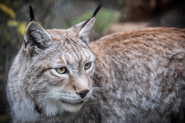 Portrait d'un lynx