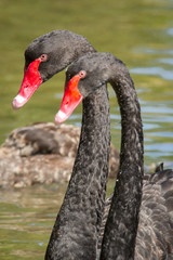 Fototapeta premium Black swans