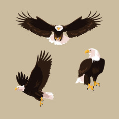bald eagle bird set poses