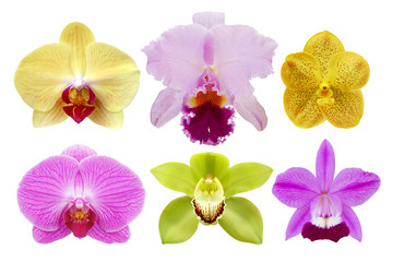 Fototapeta na wymiar Different Exotic Orchid Flowers Isolated on White Background