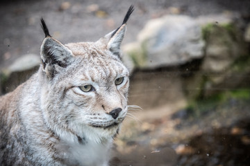 Obraz premium Portrait d'un lynx