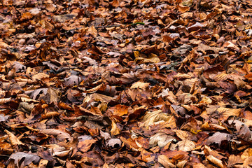 Laubwald im Herbst