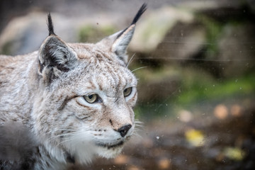 Portrait d'un lynx