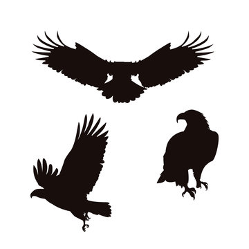 bald eagles birds silhouettes set poses