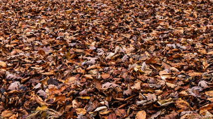Laubwald im Herbst
