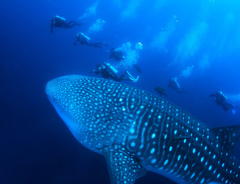 Gigantic Whale Shark and divers.