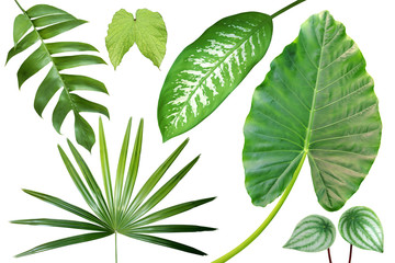 Collection of Exotic Tropical Green Leaves Isolated on White Background