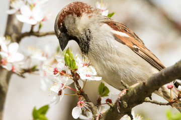Sparrow in flowers