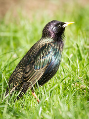 starlings in grass
