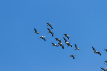 Crane on the sky