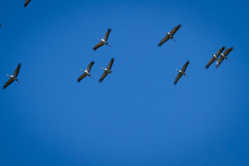 Crane on the sky