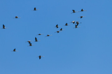 Fototapeta premium Crane on the sky