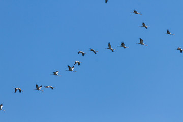 Crane on the sky